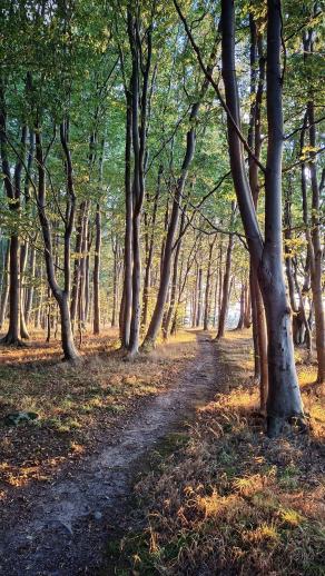 Radreise Dänemark 2025 #393, Fyn, Sjælland, Møn, Lolland, Langeland, Ærø, August 2025